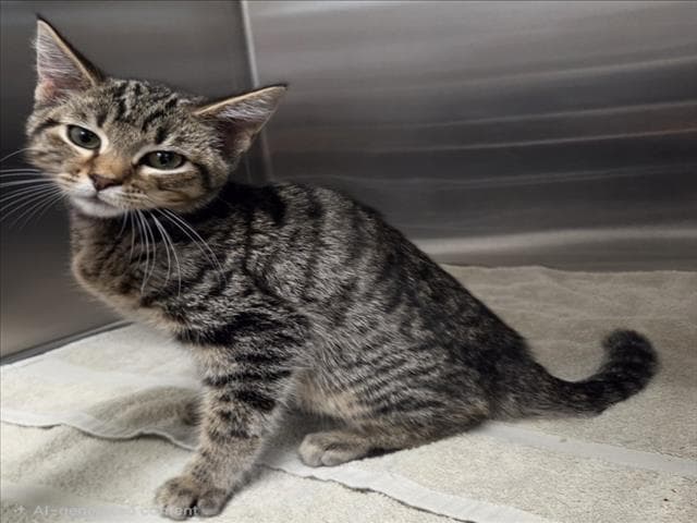 Gerry - Domestic Short Hair
