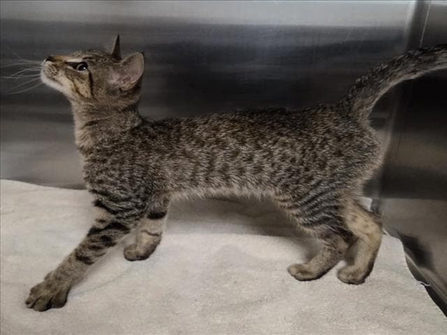 Danny - Domestic Short Hair