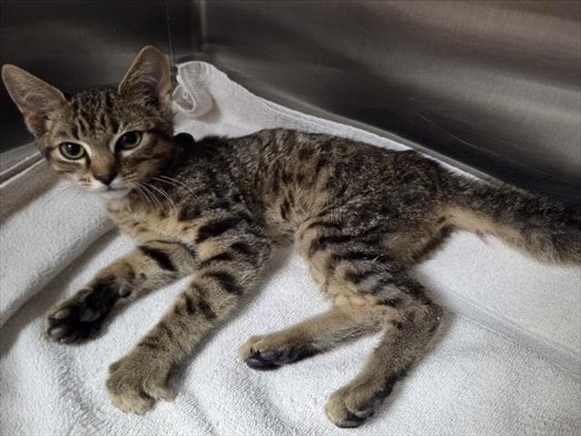 Fred - Domestic Short Hair