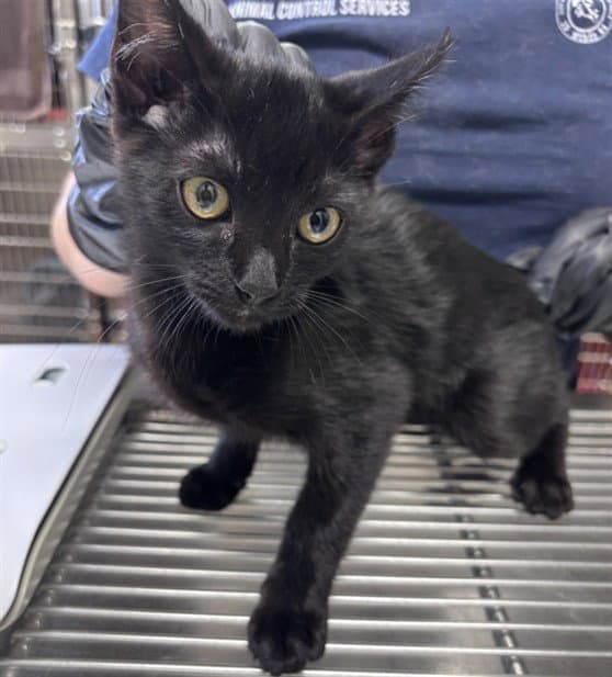 Willy - Domestic Short Hair