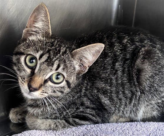 Mariah - Domestic Short Hair