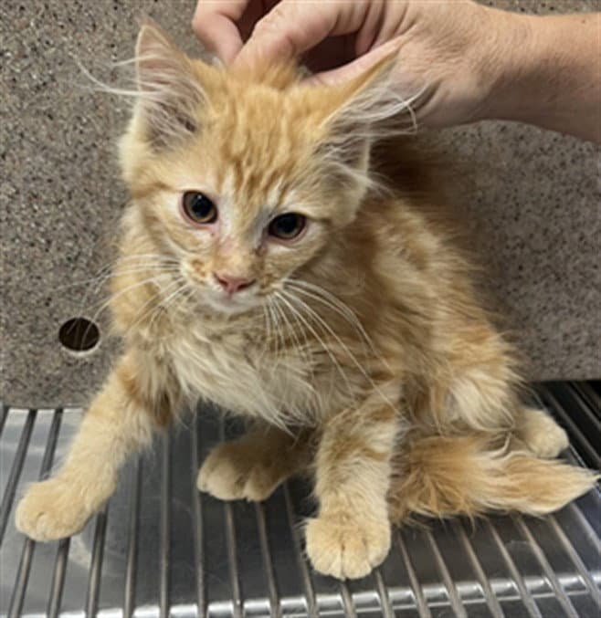 Gibbs - Domestic Short Hair