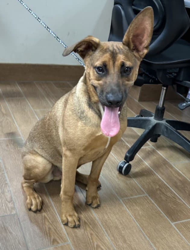 Longhorn - German Shepherd Dog