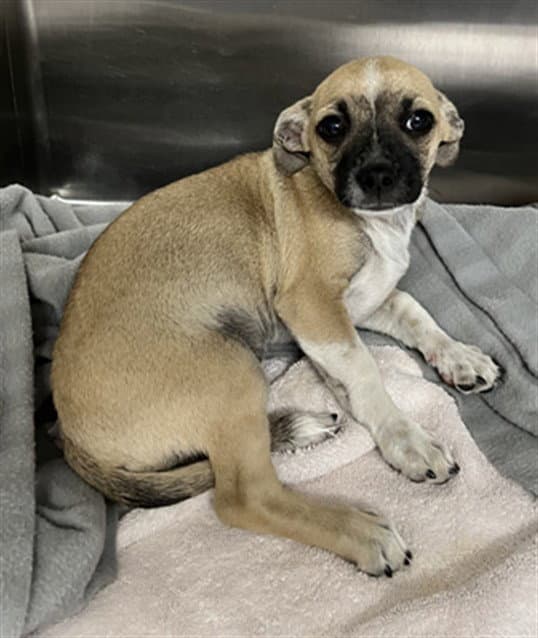 Latte - Chihuahua