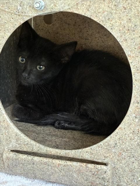Tairn - Domestic Short Hair
