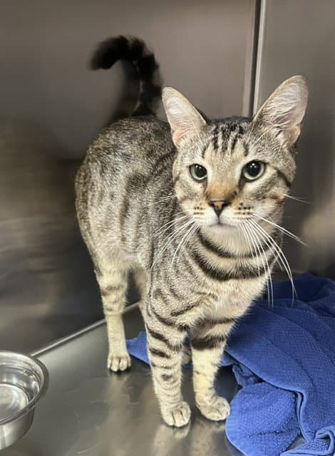 Tiger - Bengal