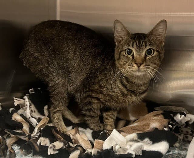 Eeyore - Bengal