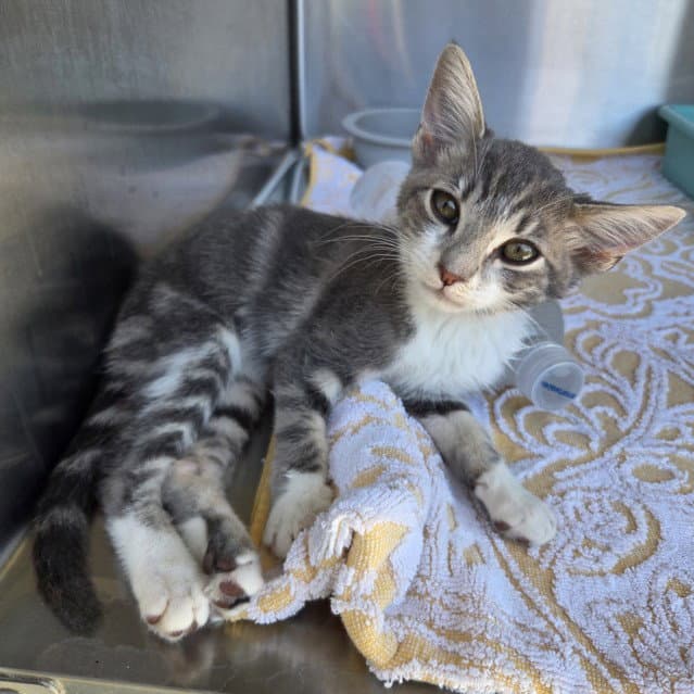 Razzle - Domestic Short Hair