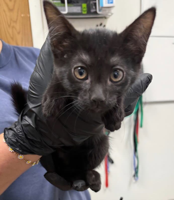 Bella - Domestic Short Hair