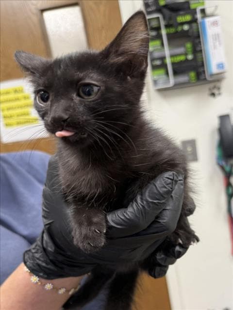 Dixie - Domestic Short Hair