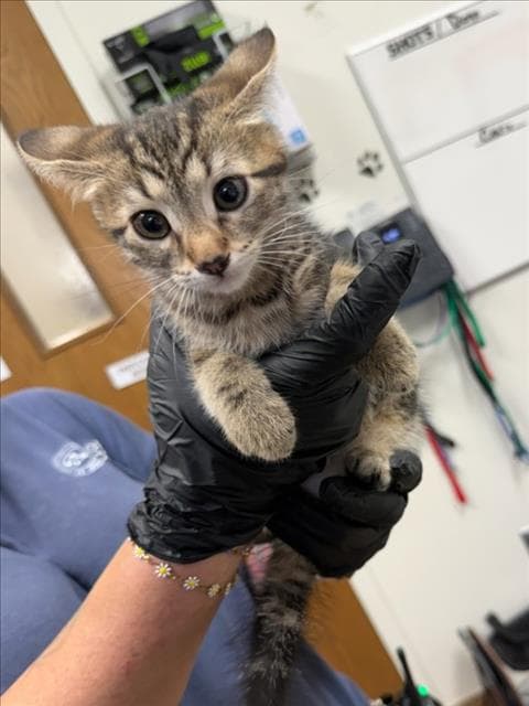 Pickles - Domestic Short Hair