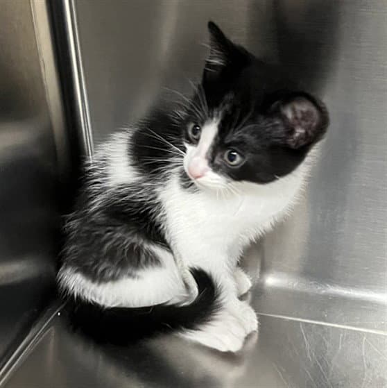 Oreo - Domestic Short Hair