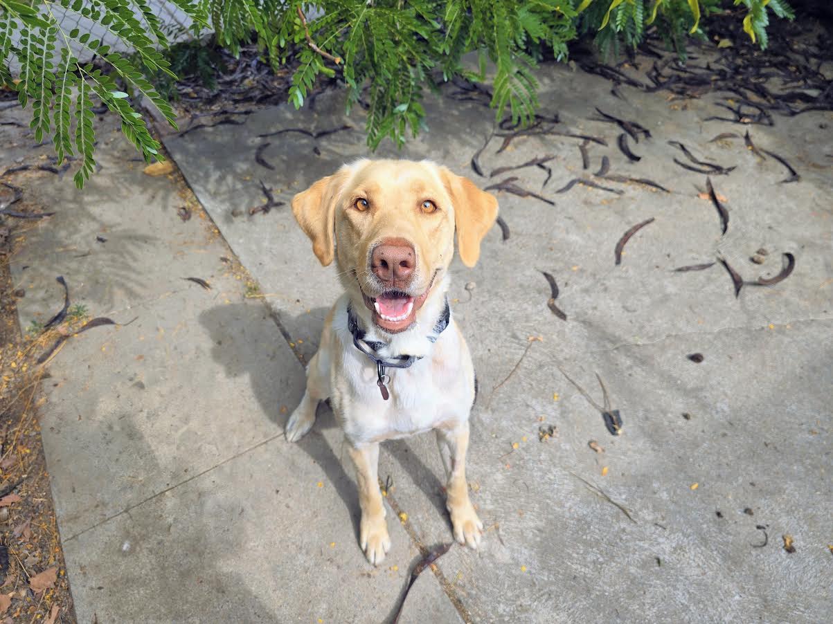 Buffy - Labrador Retriever