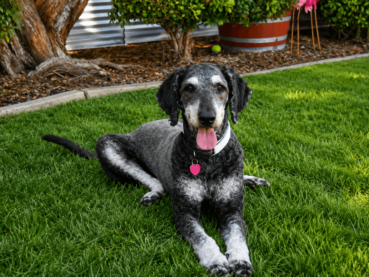 Charlie - Poodle (Standard)