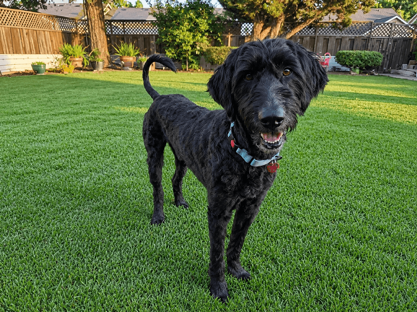 Shadowfax - Labrador Retriever