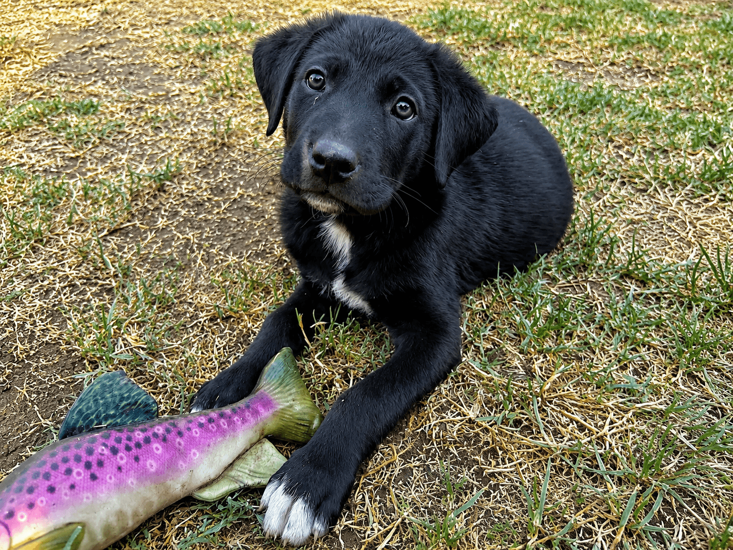 Legend Wonder Jackson Barry Prince Marvin Te - Labrador Retriever