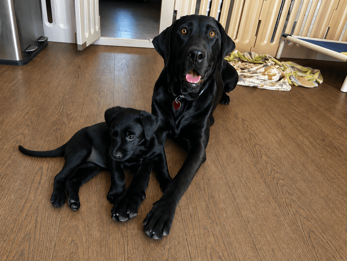 Gracie - Labrador Retriever