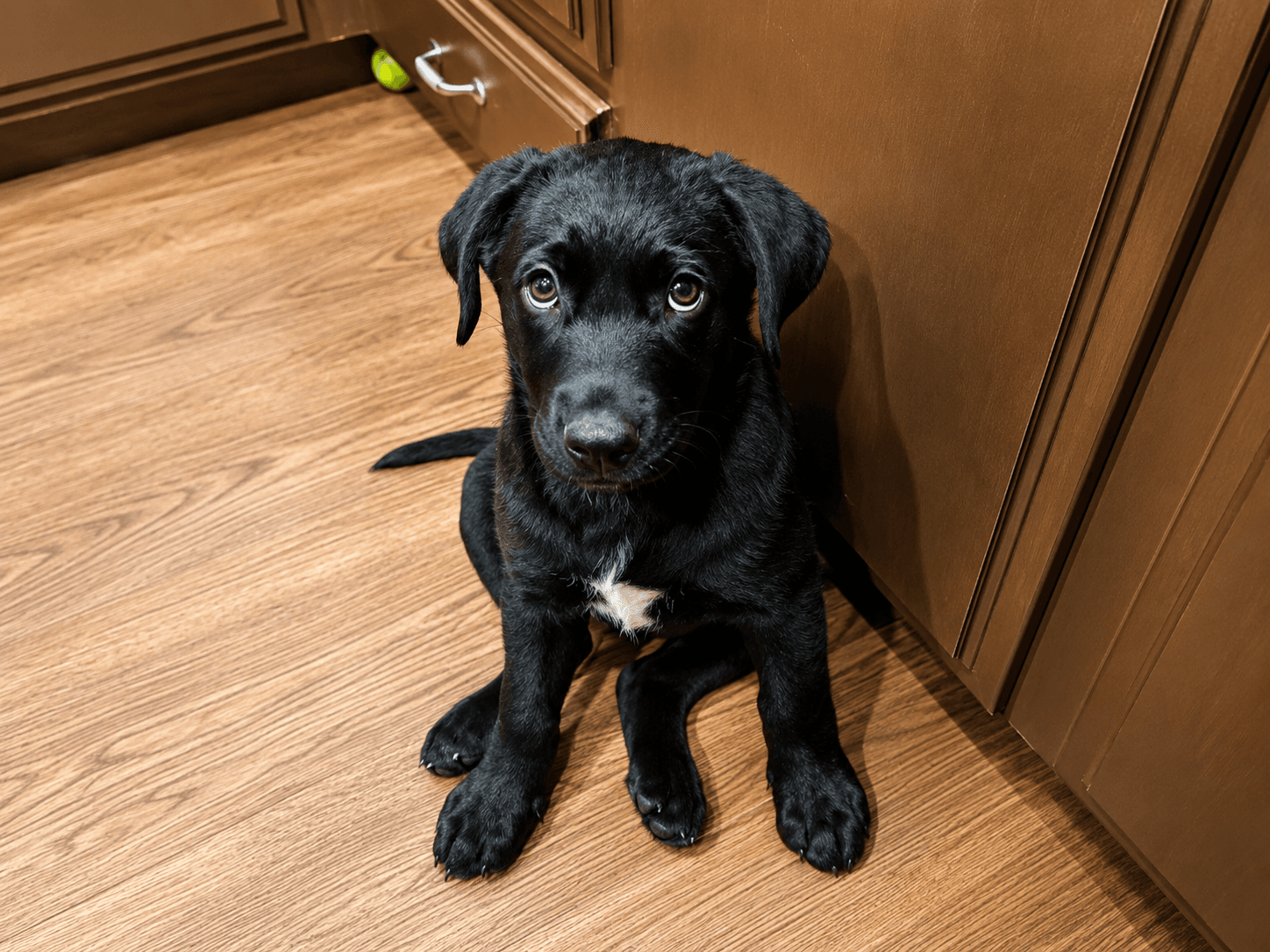 Seeger - Labrador Retriever