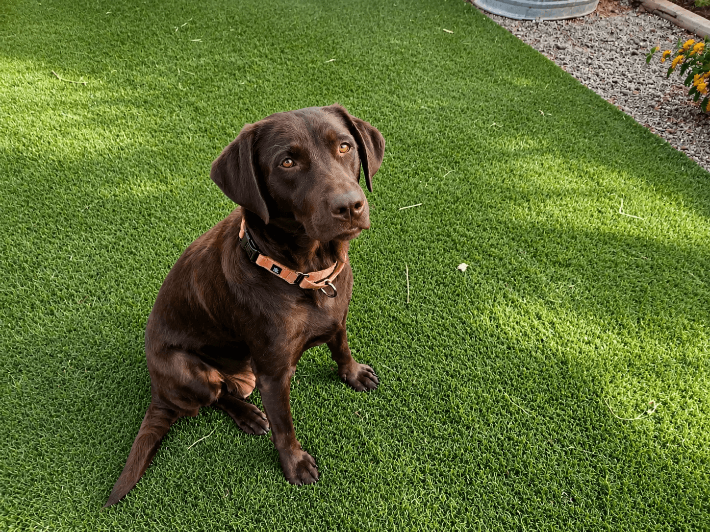 Dove - Labrador Retriever