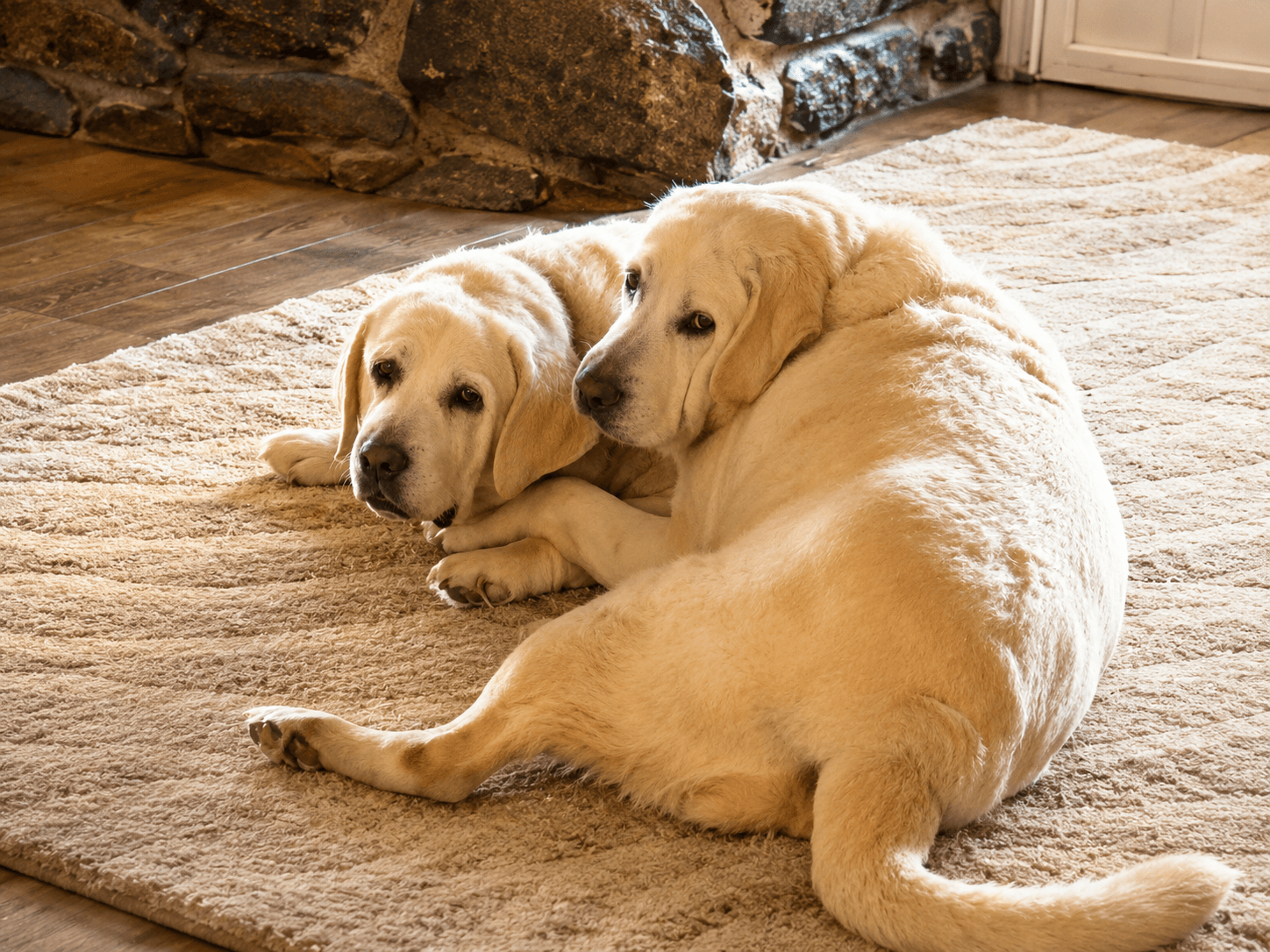 Baby  Sugar - Labrador Retriever