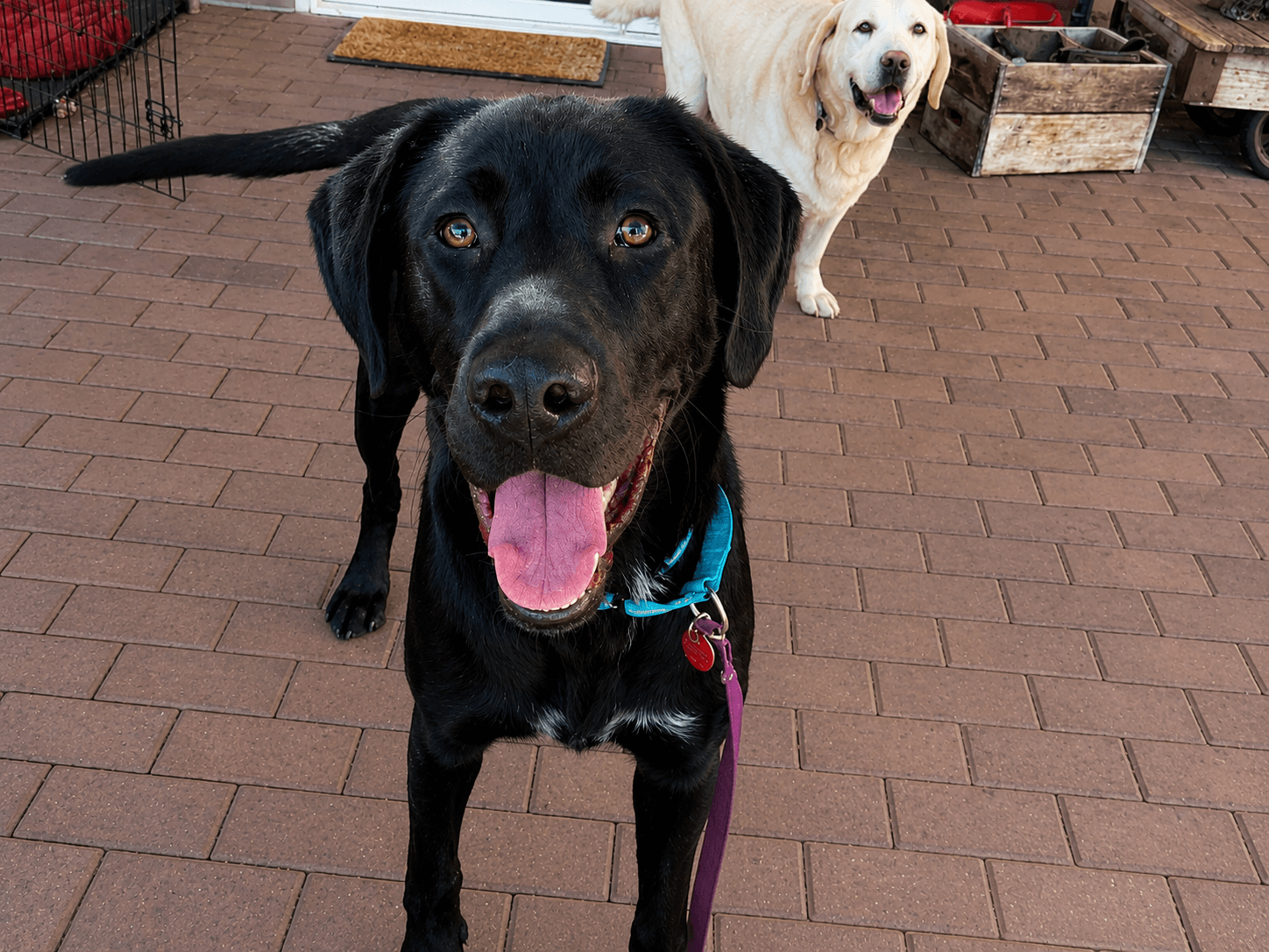 Adonis - Labrador Retriever