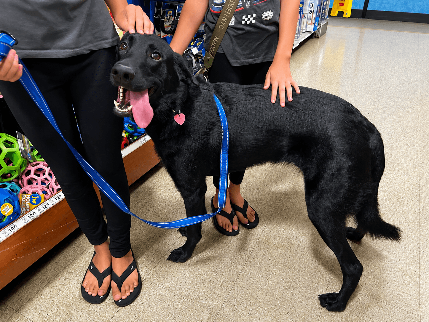 Maverick - Labrador Retriever