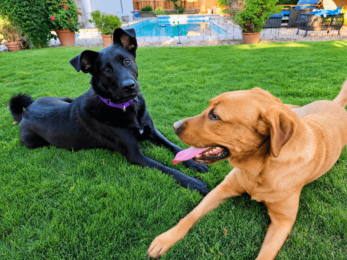Tilly - Labrador Retriever