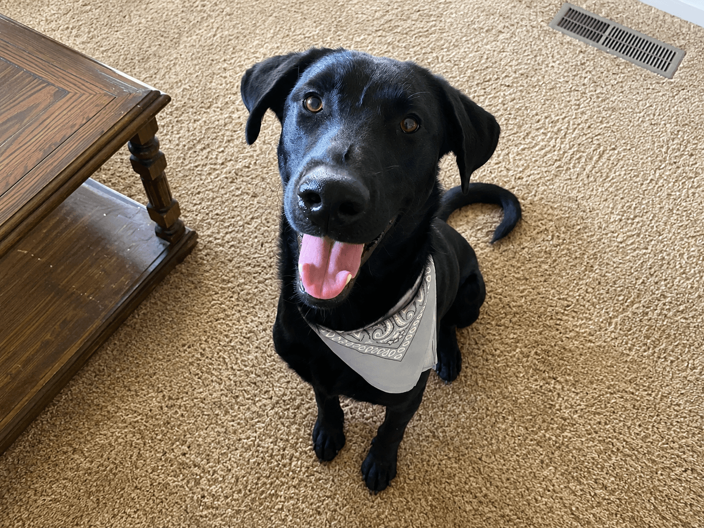 Italics - Labrador Retriever