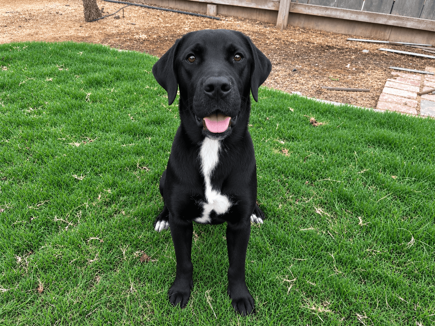 Freya - Labrador Retriever