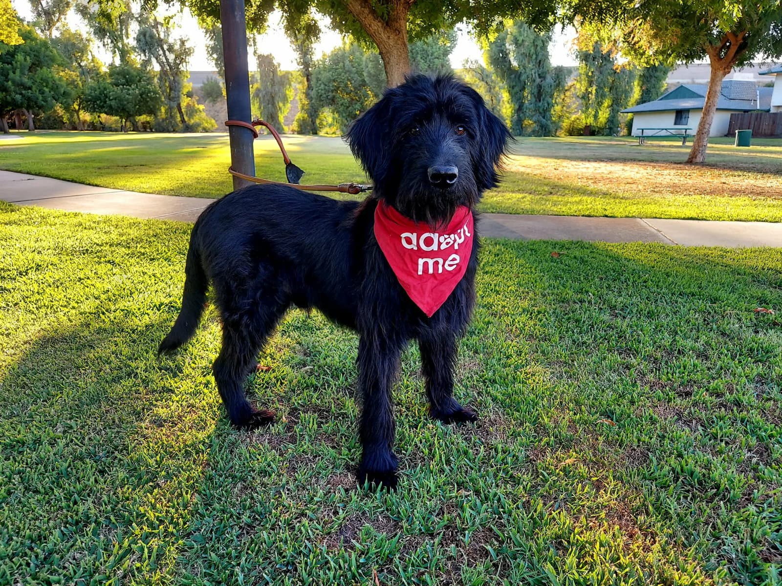 Knight - Labrador Retriever