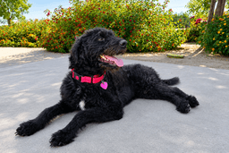 Murphy image 1
