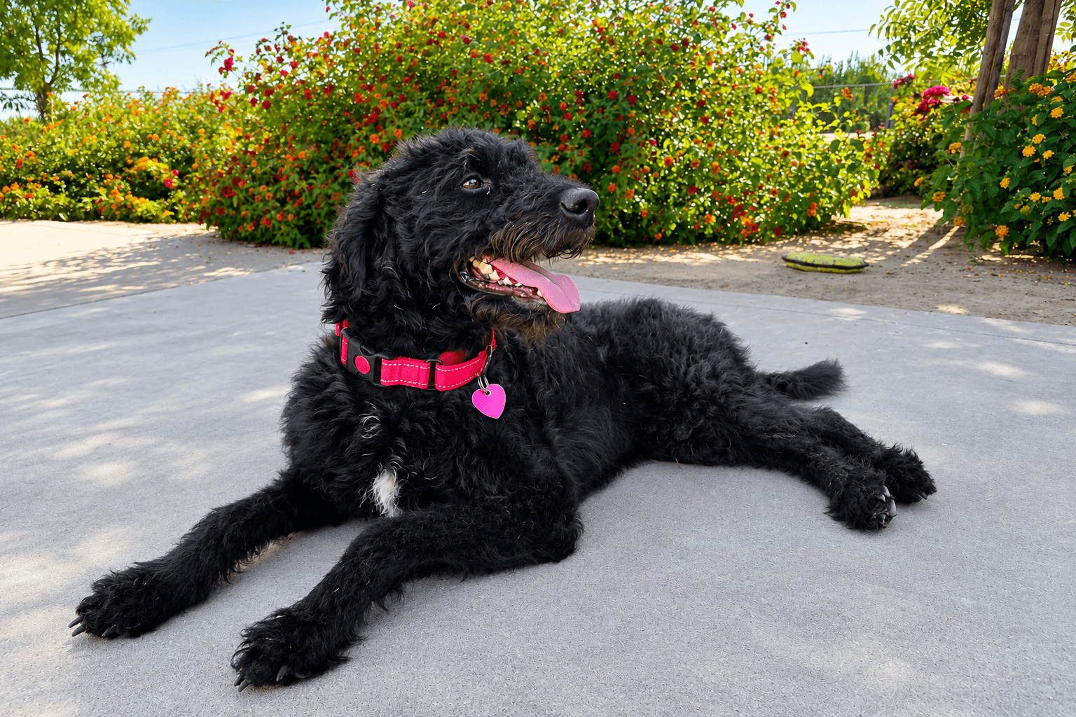 Murphy - Labrador Retriever