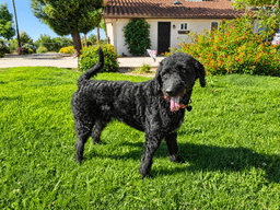 Murphy image 3