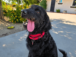 Murphy image 4