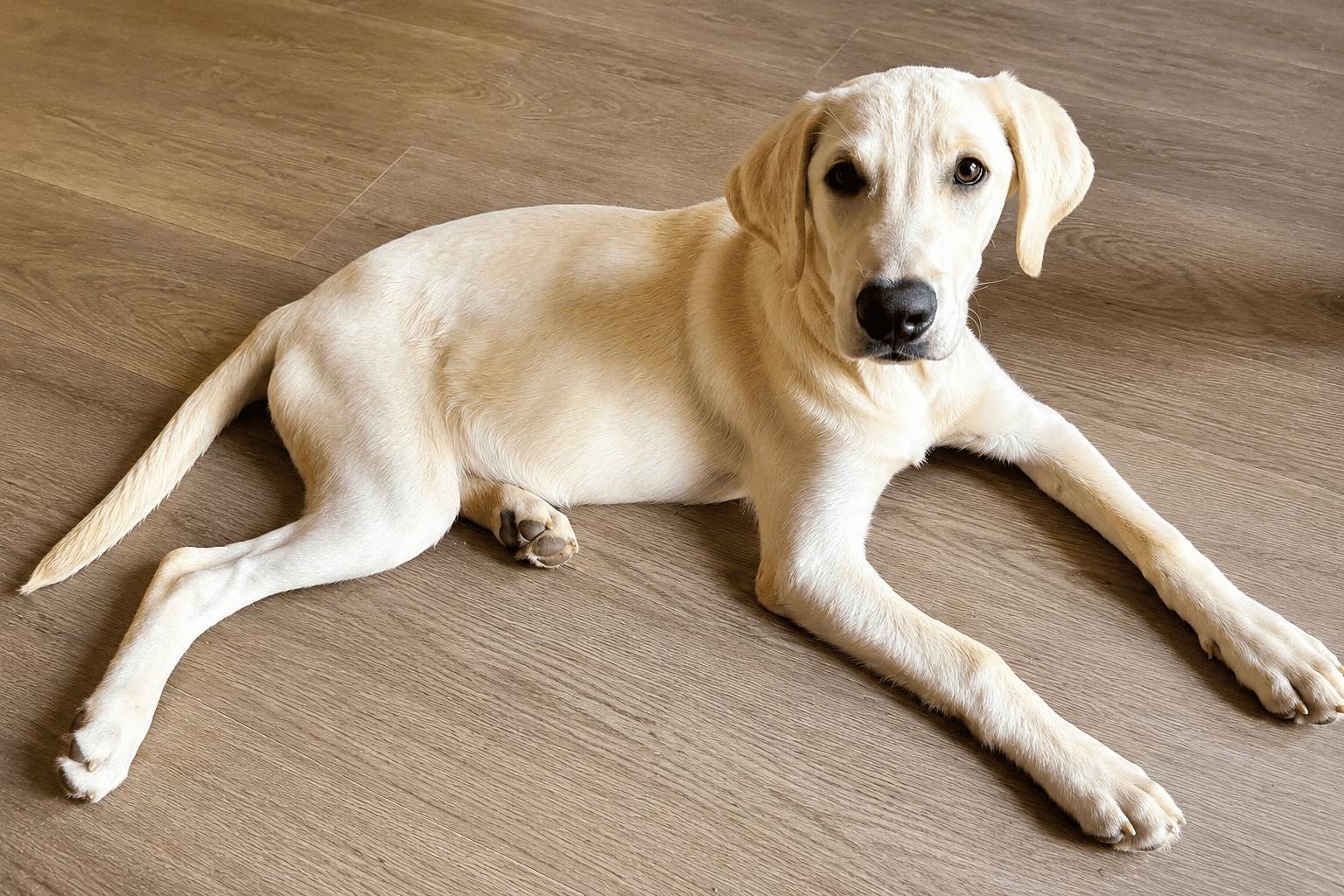 Nico - Labrador Retriever