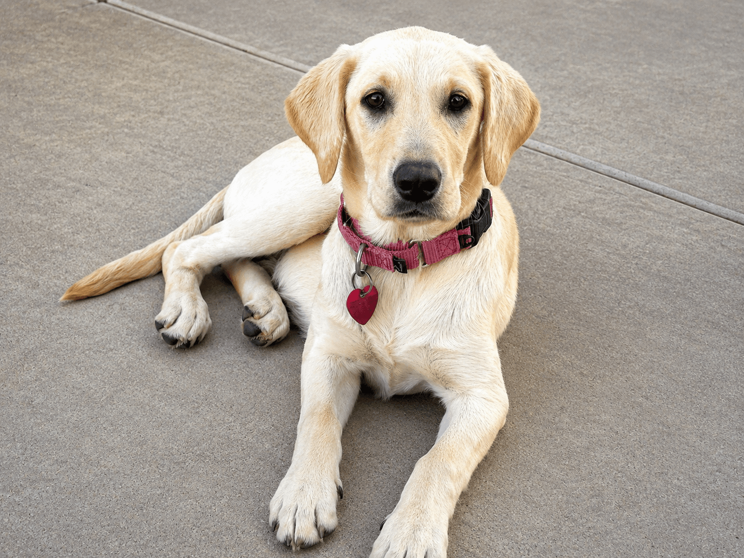 Nala - Labrador Retriever