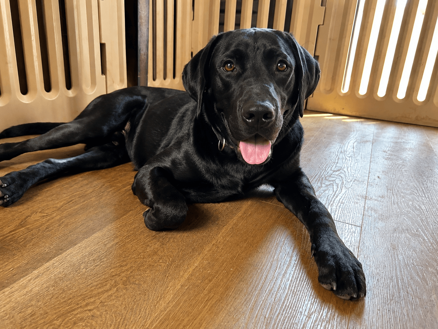 Junior - Labrador Retriever