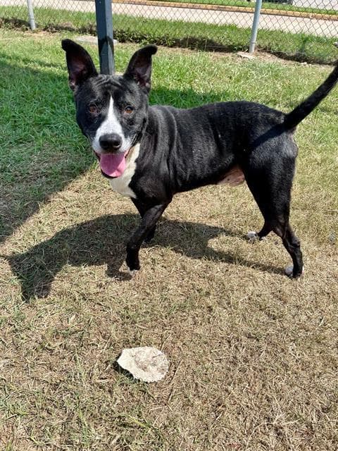 Diesel - American Pit Bull Terrier
