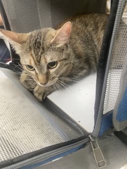 Callie image 1