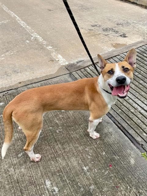 Dr Doofenshmirtz - American Pit Bull Terrier