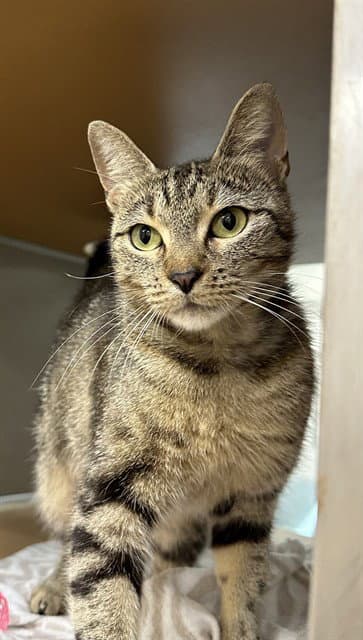 Unknown - Domestic Short Hair