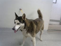 Jack image 1