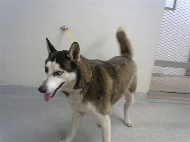 Jack - Siberian Husky