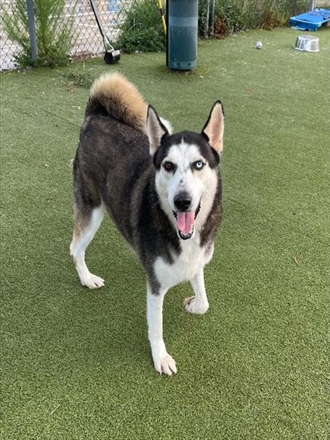 Jack - Siberian Husky