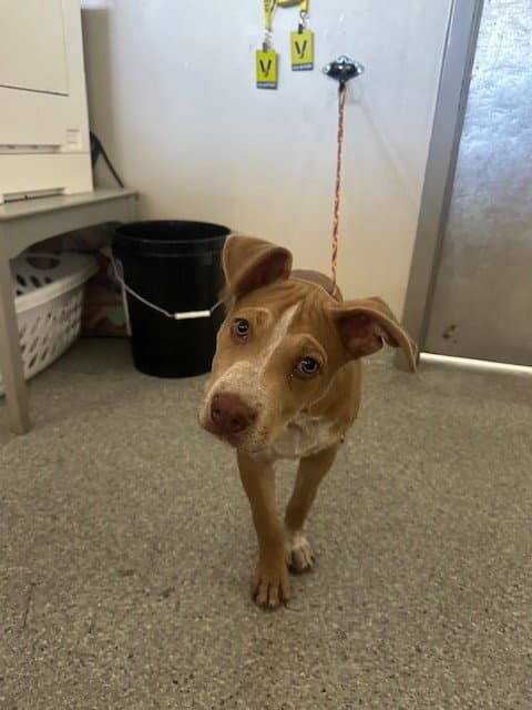 Unknown - American Pit Bull Terrier