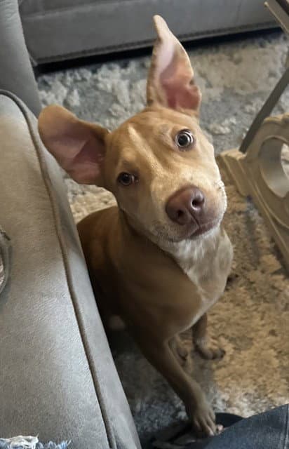Unknown - American Pit Bull Terrier