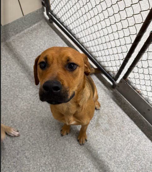 Bell - Black Mouth Cur