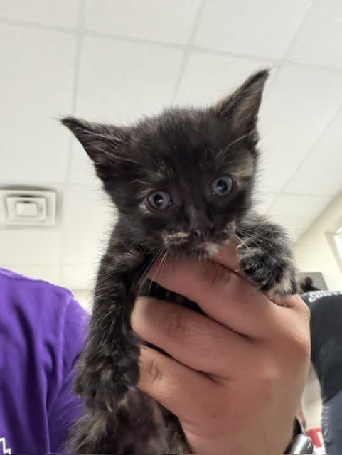 Unknown - Domestic Short Hair