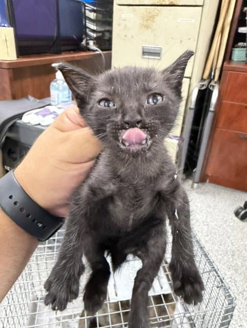 Unknown - Domestic Short Hair