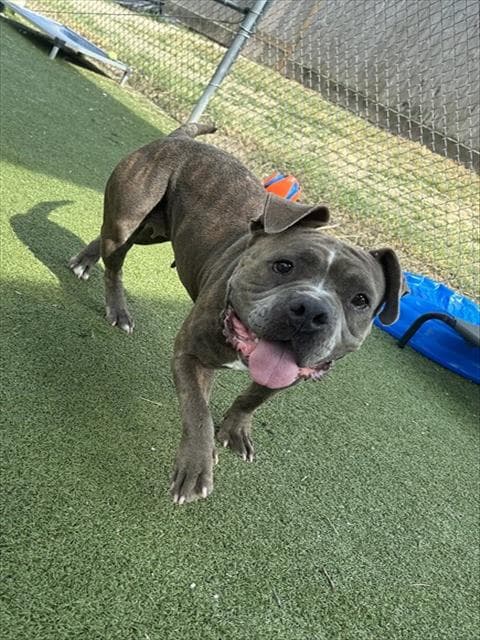 Unknown - Staffordshire Bull Terrier